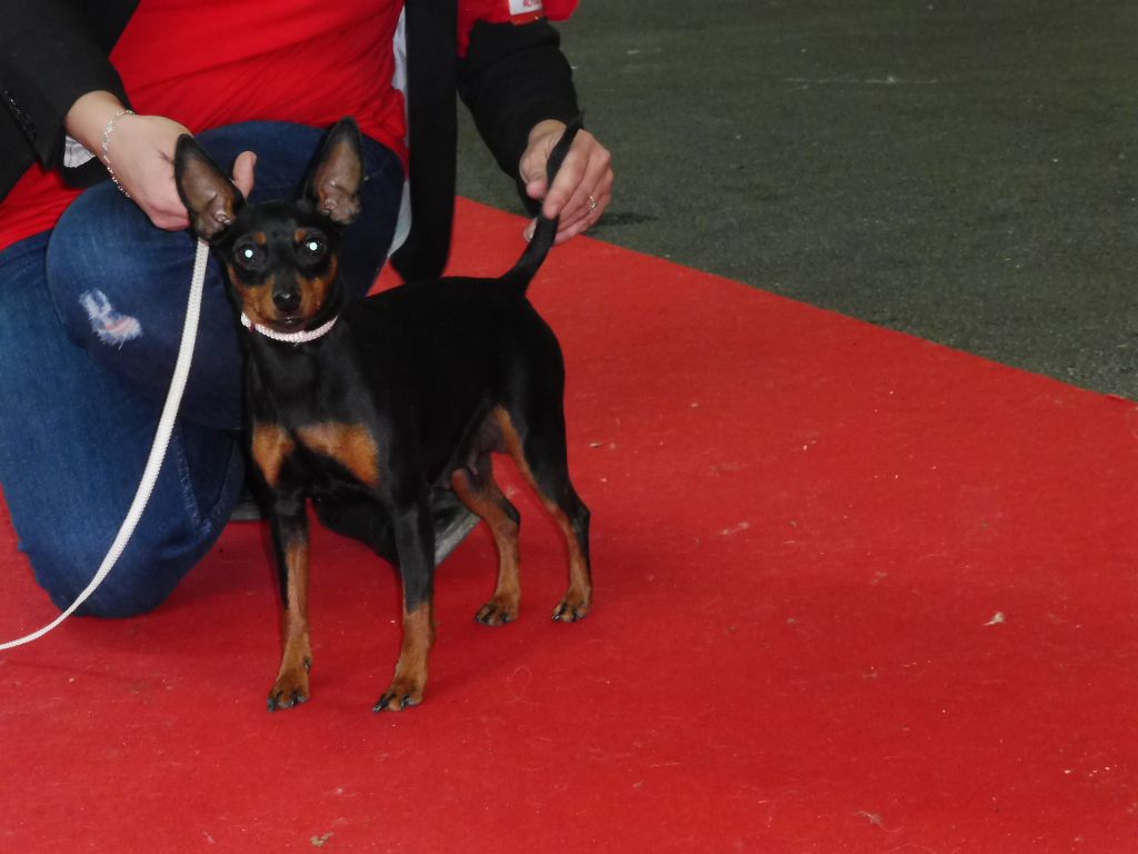 The Sweet Dream Of Cristale - Irma : CACS CACIB BOB à montlçon