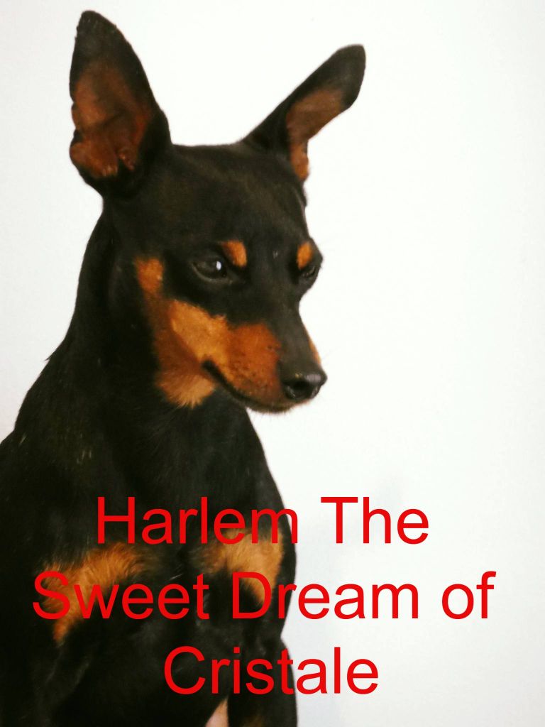 Harlem The Sweet Dream Of Cristale
