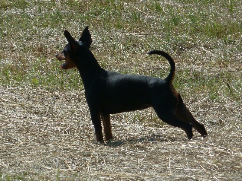 Fabulous fitness (élevage du domaine de sabinus) (Sans Affixe)