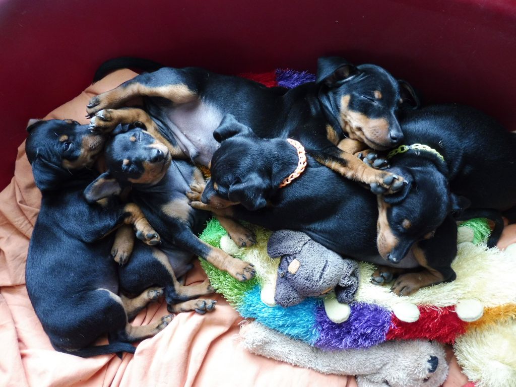 chiot Pinscher nain The Sweet Dream Of Cristale