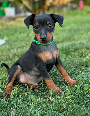 The Sweet Dream Of Cristale - Pinscher nain - Portée née le 29/05/2024