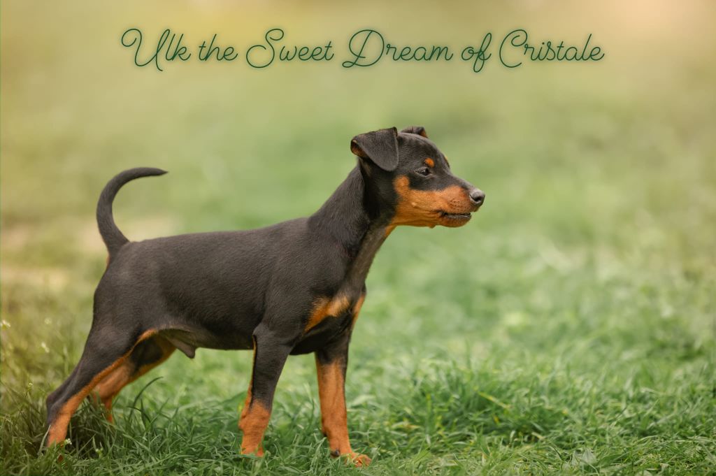 The Sweet Dream Of Cristale - Chiot disponible  - Pinscher nain