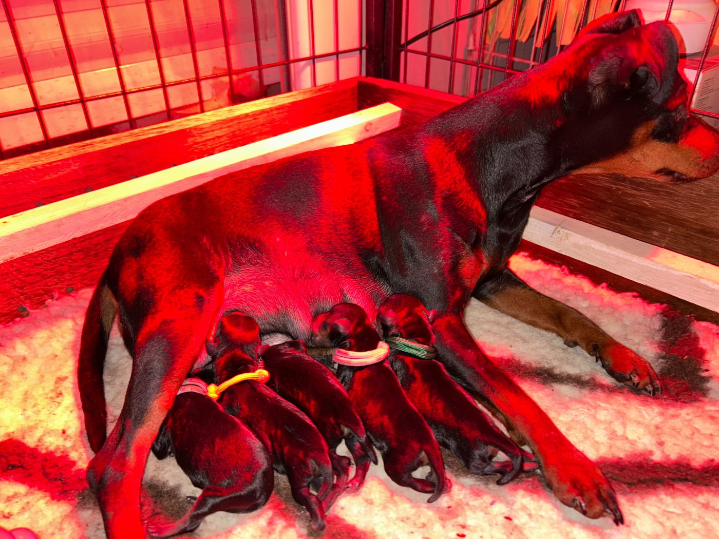 les bébés 2026 sont nés