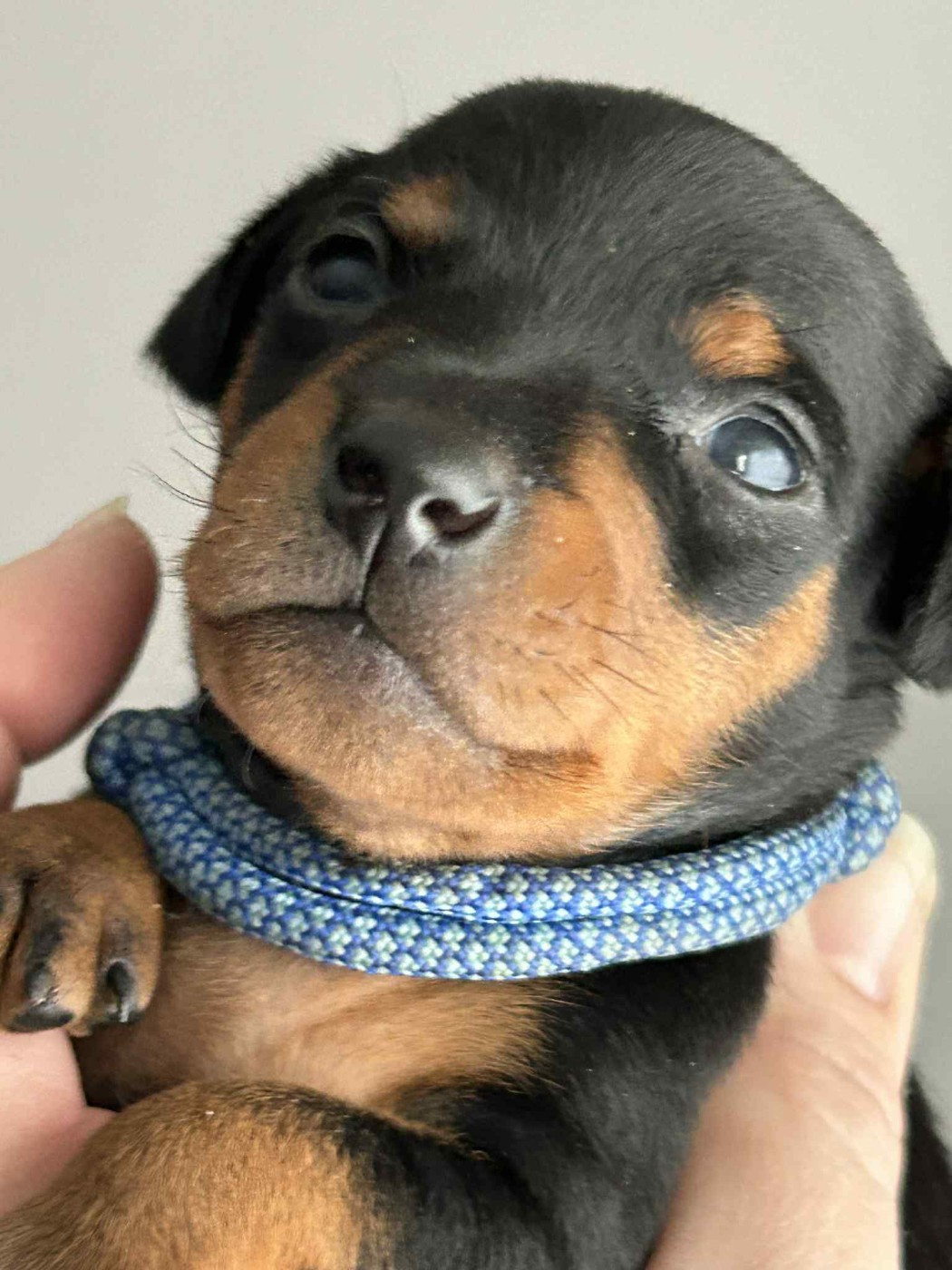 1 chiot male disponible