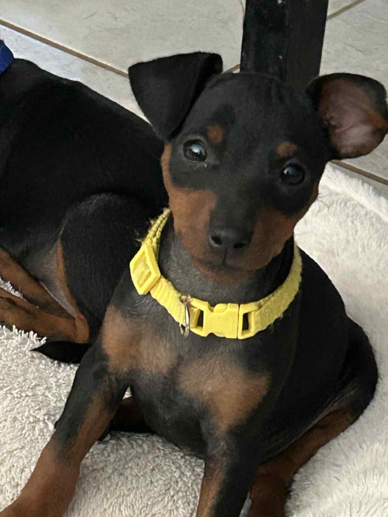 The Sweet Dream Of Cristale - Chiots disponibles - Pinscher nain
