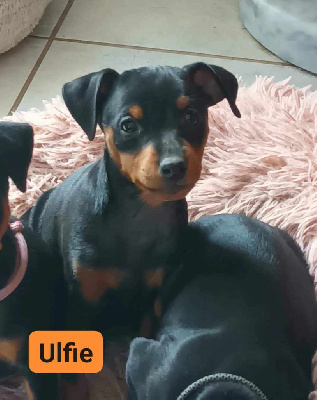 Ulfie