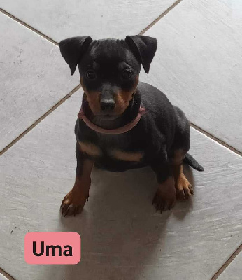 UMA