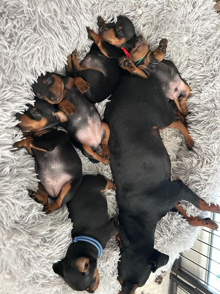 Chiot Pinscher nain The Sweet Dream Of Cristale